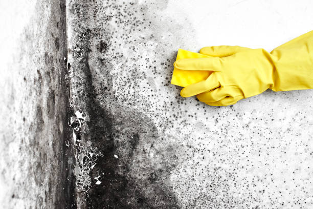 Best Emergency Mold Removal  in Gibbsboro, NJ