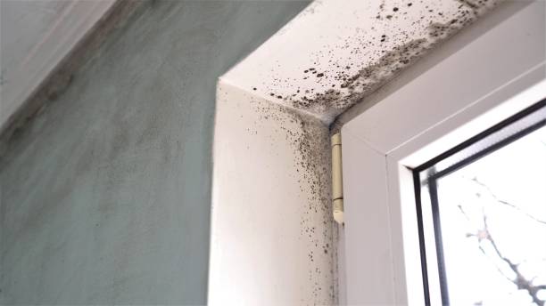 Professional Mold Removal in Gibbsboro, NJ